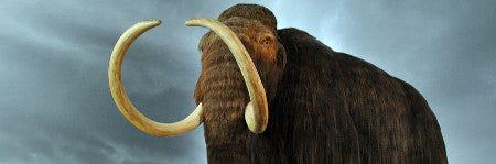 Woolly mammoth skeleton realises record $640,000