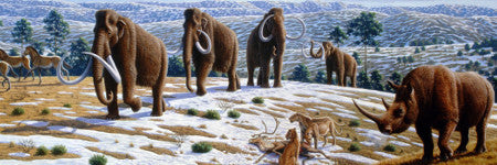 Mammoth skeleton family group to sell in Sussex