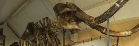 Complete woolly mammoth skeleton valued at $280,000