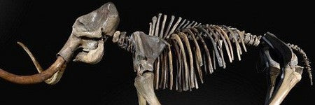 Intact woolly mammoth skeleton achieves $237,000 in UK sale