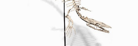 Baby Mosasaur fossil skeleton to lead April 19 sale