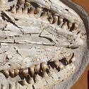 Fossilised mosasaurus dinosaur skull valued at $35,000