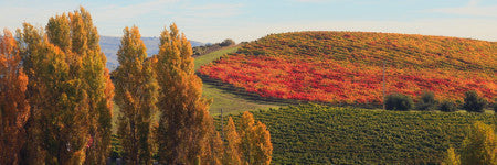 Napa Valley wine auction raises funds for charity