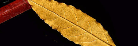 Napoleon’s laurel crown leaf smashes estimate