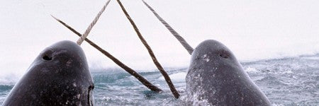 Pre-1960 Narwhal tusk among highlights at Charles Miller on October 29