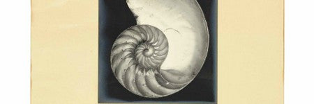 Edward Weston's Nautilus Shell coming to Christie's
