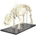 Hippo skeleton auctions for $18,000 at Bonhams