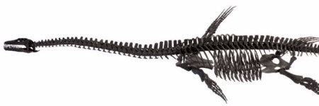 Fossilised plesiosaur skeleton leads at Summers Place