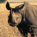 Charging ahead: the rising prices of rhino horn antiques