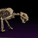 Sabre-tooth tiger skeleton valued at $300,000