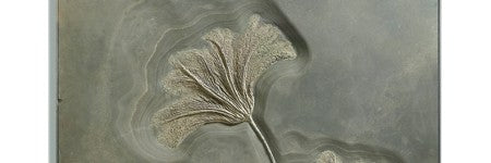 Exceptional fossilised sea lilies beat estimate by 78%