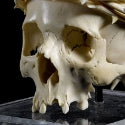 Bonhams celebrates Hallowe'en with auction of 'spooky ivory skull'