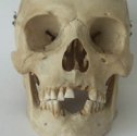 This skull of saintly hermit could bring 'new life' to your collectibles portfolio