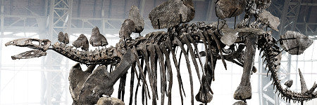 Auctionata offers stegosaurus skeleton for more than $1.3m