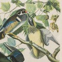 Birds of America original drawings to bring $120,000?