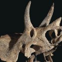 Triceratops skull auctions for $302,500 at Christie's Out of the Ordinary sale