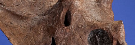 Cretaceous period Triceratops skull to auction with $100,000 minimum bid