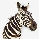 Taxidermy zebra head auctions with 9.3% increase