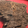 Original Section of Timber from The Mary Rose