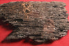 Original Section of Timber from The Mary Rose