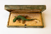 A green lizard brooch displayed in a box, previously owned by Fidel Castro's mistress.